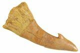 Fossil Sawfish (Onchopristis) Rostral Barb - Morocco #356422-1